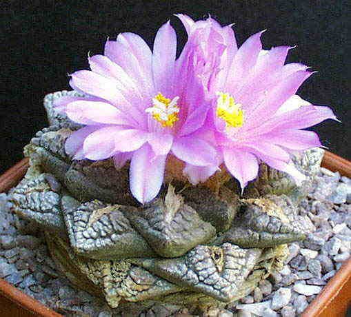 Ariocarpus fissuratus