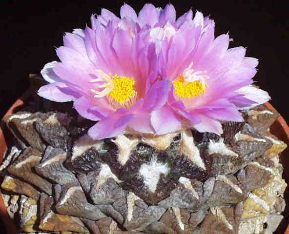 Ariocarpus intermedius