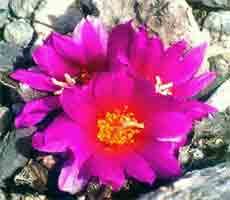 Ariocarpus agavoides