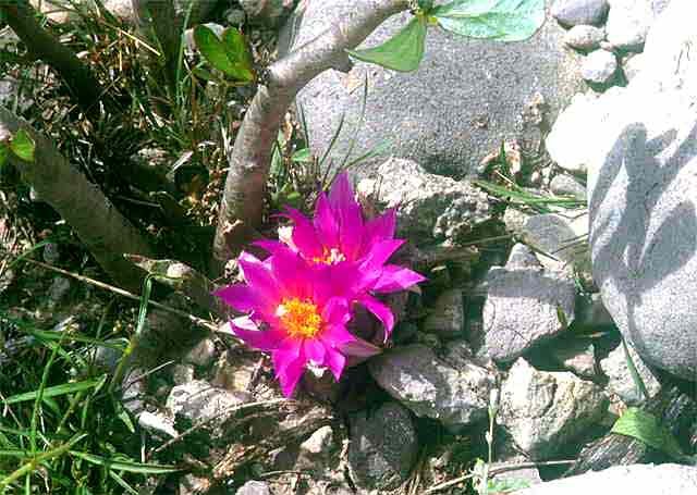 Ariocarpus agavoides