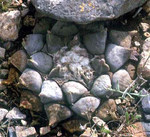 Ariocarpus retusus