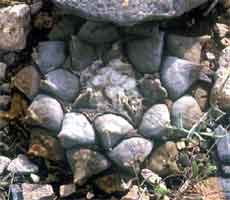 Ariocarpus retusus