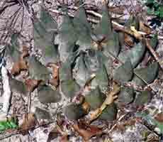 Ariocarpus trigonus