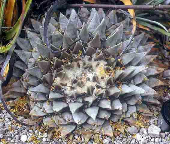 Ariocarpus retusus