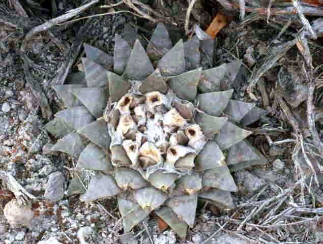 Ariocarpus retusus