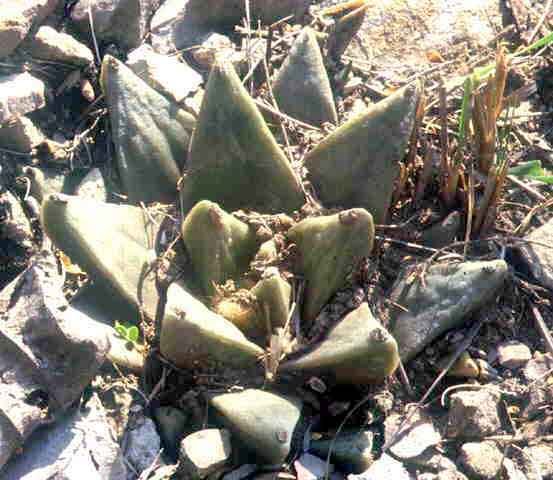 Ariocarpus retusus