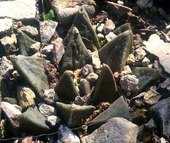 Ariocarpus retusus