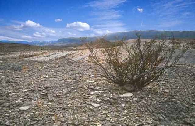 Ariocarpus fissuratus