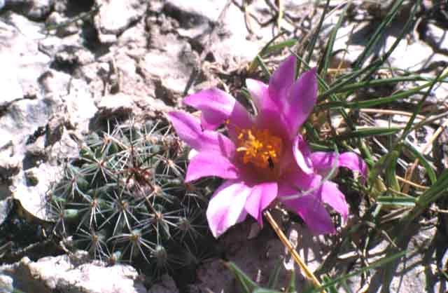 Ariocarpus kotschoubeyanus