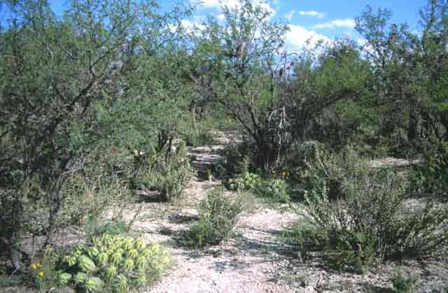 Ariocarpus kotschoubeyanus