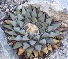 Ariocarpus retusus