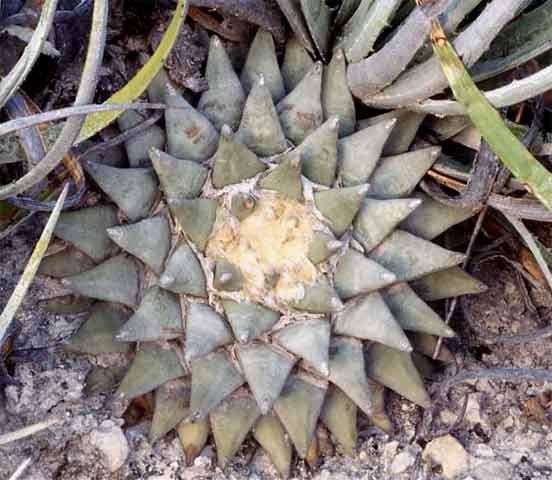 Ariocarpus retusus