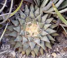 Ariocarpus retusus