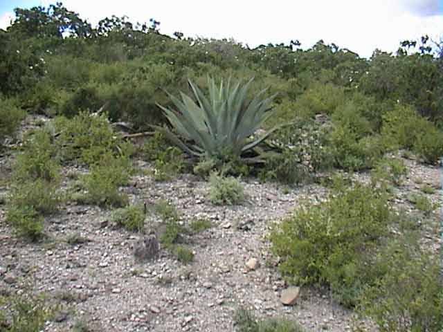 Ariocarpus retusus