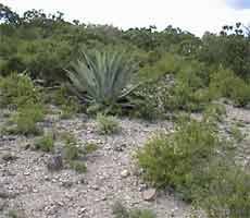 Ariocarpus retusus