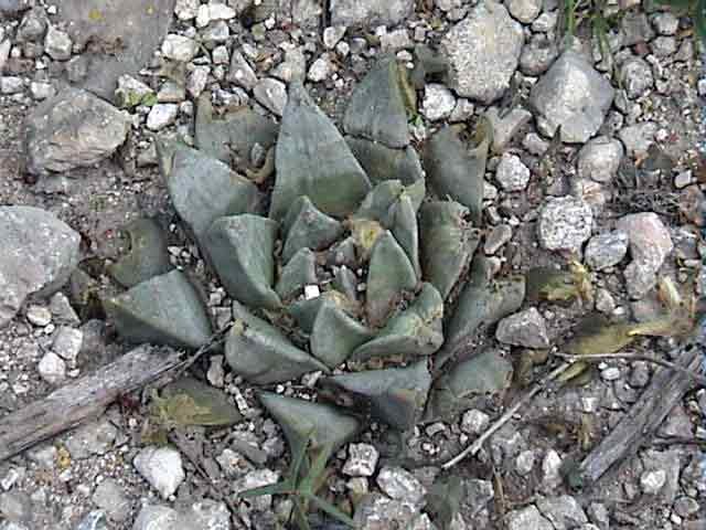 Ariocarpus retusus