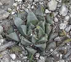 Ariocarpus retusus