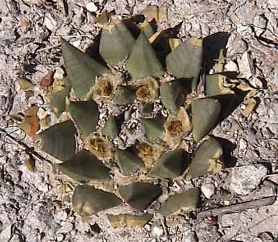 Ariocarpus trigonus