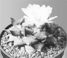 Ariocarpus furfuraceus