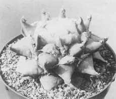 Ariocarpus furfuraceus