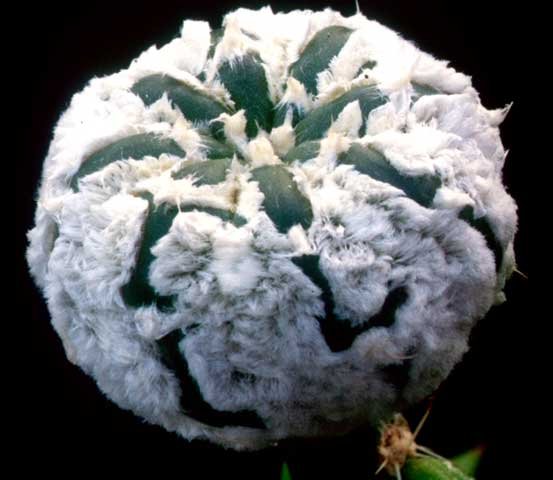 Astrophytum asterias 'Super Kabuto'