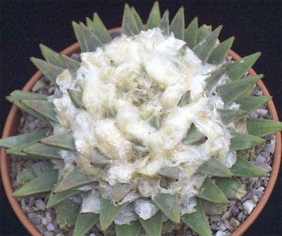 Ariocarpus retusus scapharostroides