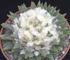 Ariocarpus retusus scapharostoides