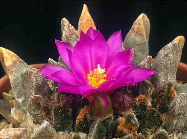 Ariocarpus scaphirostris