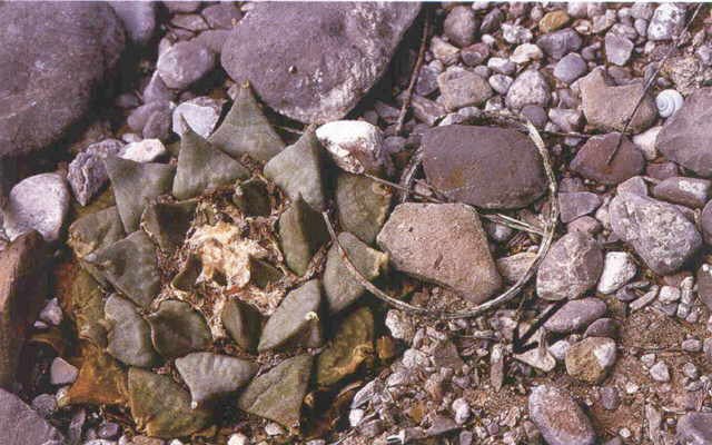 A. retusus & A. agavoides