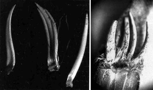 A. agavodes areole structure